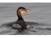 Photo of Podiceps grisegena